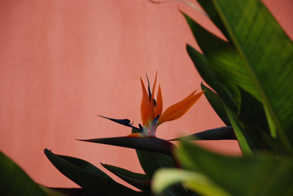 Mila Kroff photographe PACA fleurs